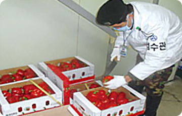 많은 토마토와 검수관이 검수하는 이미지